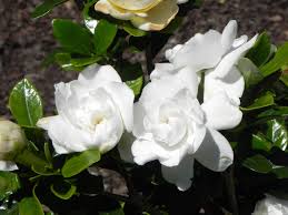 Gardenia Hd Wallpaper Flowers Beautiful Flowers Photography Gardenia Plant