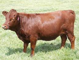 Dexter Cattle From Kirkhaven Farm Dexter Cattle Cattle Dexter Cattle For Sale