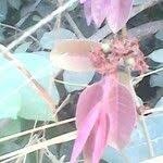 Image result for Landolphia rufescens