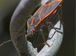 Over time, you should see fewer and fewer bugs get trapped. Boxelder Bugs How To Get Rid Of Boxelder Bugs Raid Bug Basics