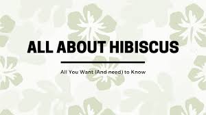 While they may be safe ingesting a petal, the root is notoriously known to cause severe illness. Hibiscus Plants Flowers All You Want And Need To Know All Things Flowers Blog By Sydney Florists Flowers Across Sydney