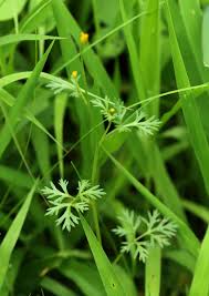 Image result for Chrysanthellum indicum