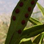 Image result for Pleopeltis macrocarpa