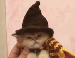 pin by sana anas on kiti in 2021 baby cats cute baby animals i love cats