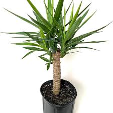 Image result for yucca gigantea en casa