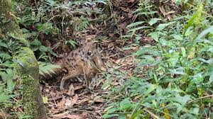 Image result for Faroa affinis