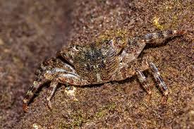 Image result for Streptocarpus leptopus