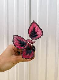 Image result for Begonia nyassensis