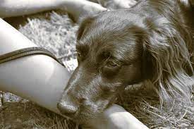 Wasser In Der Lunge Beim Hund Symptome Und Behandlung