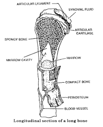 A long bone is a. Draw A Labelled Diagram Of The Longitudinal Section Of A Long Bone Own Classes