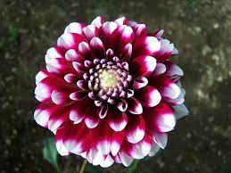Dalia Flor Autentica Mexicana Flowers Mexican Flowers Dahlia Flower