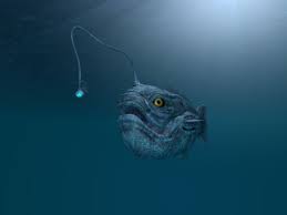 All catchable football fish are female due to their average size. Deep Sea Fish With Lightbulb On Its Head Mysteriously Washes Ashore In California Live Science