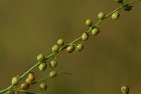 Image result for Crotalaria sphaerocarpa