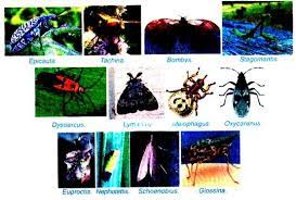 Pest insects can have adverse and damaging impacts on agricultural production and market access, the natural environment, and our lifestyle. Uptrennd Economic Importance Of Insects
