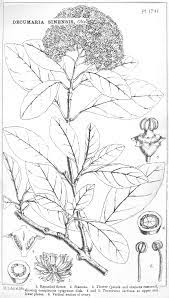 Angiosperm Families Hydrangeaceae Dum