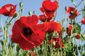 Image result for Poppy Red 1999 AAV