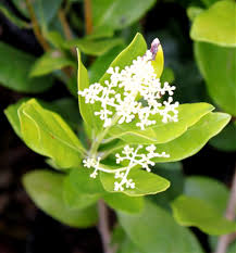 Image result for Olea capensis