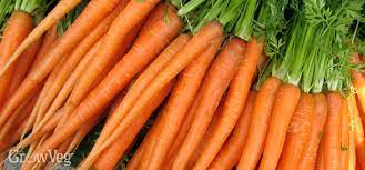 You can also grow carrots in containers, such as old buckets or similar, as long as you have the depth. Growing Carrots From Sowing To Harvest