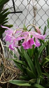 Image result for Whitfieldia brazzae