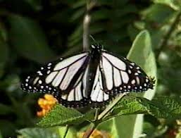 monarch butterfly wikiwand