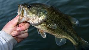 Image result for bass fish