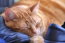 Top 3 best cat brush for shedding. What Time Of Year Do Cats Shed