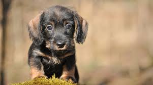 The family puppy has been finding the perfect pet for your family for over 40 years! Toy Dachshund The Smallest In The Dachshund Family Info Facts