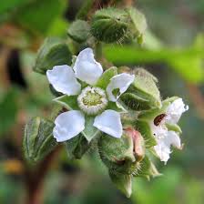 Image result for Rubus ellipticus