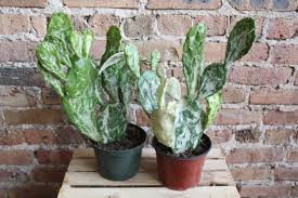 Image result for Opuntia monacantha