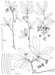 Image result for Ochna polyneura