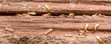 Tips To Solve The Termites On Wood In 2020 Termite Pest Control Termites Termite Control