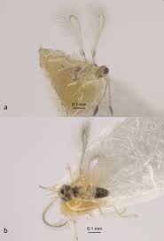 Niger were deposited in the entomology research museum, university of california at riverside, california, usa (ucrc) and the. Egg Parasitoids Of Arboridia Apicalis Nawa 1913 Hemiptera Cicadellidae A Leafhopper Pest Of Grapevines In Japan With Description Of A New Species Of Anagrus Haliday 1833 Hymenoptera Mymaridae