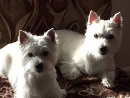 White Westie Breeder Puppies For Sale Arrowhead Acres