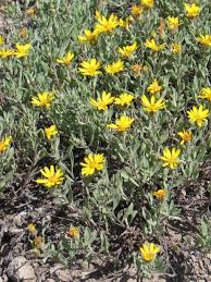 Our lilies are great cut flowers and gorgeous in beds. Golden Aster Heterotheca
