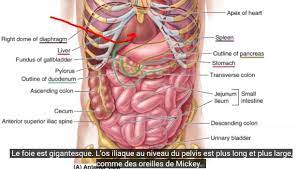 Floating ribs are the lower ribs that lack attachment to the breast bone. Liver In The Rib Cage Imgur