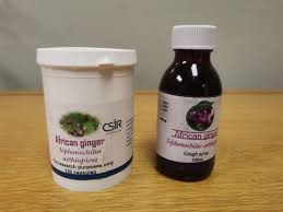 Image result for Siphonochilus aethiopicus