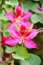 Image result for Bauhinia purpurea