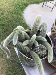 Propagate a pencil cactus plant. My Monkey Tail Cuttings Really Took Off This Summer Started With Four In This Pot Couple Months Ago Succulents