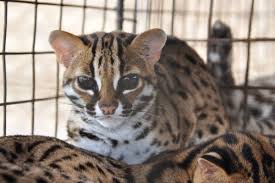 Cara memelihara kucing hutan agar mudah jinak. Kucing Hutan