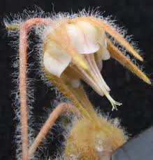 Image result for Hermannia parvula