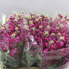 Where can i buy fresh flowers wholesale. Wholesale Dutch Flowers Wholesale Floral Supplier April Flowers Florist Supplies Silk Rose Petals