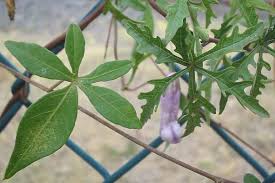 Image result for Ipomoea cairica