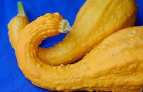 Calendula Concrete Green Blog Project Crookneck Squash Recipes Crookneck Squash Recipes Crookneck Squash Yellow Squash Recipes