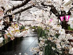 Check spelling or type a new query. Haiku And Hanami Madame In Japan