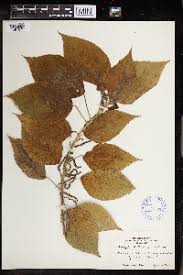 Image result for Acalypha caperonioides