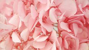 Check spelling or type a new query. Stabilized Hydrangeas Light Pink Stabilized Pastel Pink Flowers Collection Si Nature