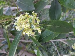 Image result for Catha edulis