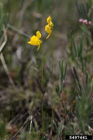 Image result for Utricularia  cornuta