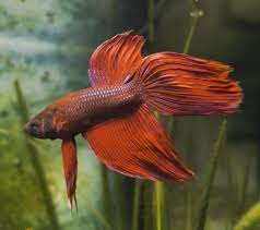 Betta fish (betta splendens) are carnivorous tropical fish native to thailand. Why Do Betta Fish Puff Up