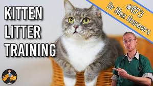 How To Litter Train A Kitten Fast While Many Kittens Will Need Little Help Learning How To Litter Train A Kitten Litter Training Training A Kitten Kitten